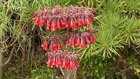 Bryophyllum delagoense An escaped garden plant as it turns out to be, but this one was making a special effort to decorate our road side during one of the trips, so there it is ... Bryophyllum,Bryophyllum delagoense,Bryophyllum delagoensis,Crassulaceae,Geotagged,Kalanchoe,La Palma (Canary Islands),Mother of millions,Spain