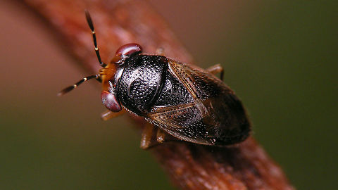 Geocoris pubescens Another pool guest needing rescue :o)
Lateral view here:
https://www.jungledragon.com/image/89975/geocoris_pubescens_-_lateral.html Geocoridae,Geocorinae,Geocoris,Geocoris pubescens,Geotagged,Heteroptera,La Palma (Canary Islands),Lygaeidae,Spain