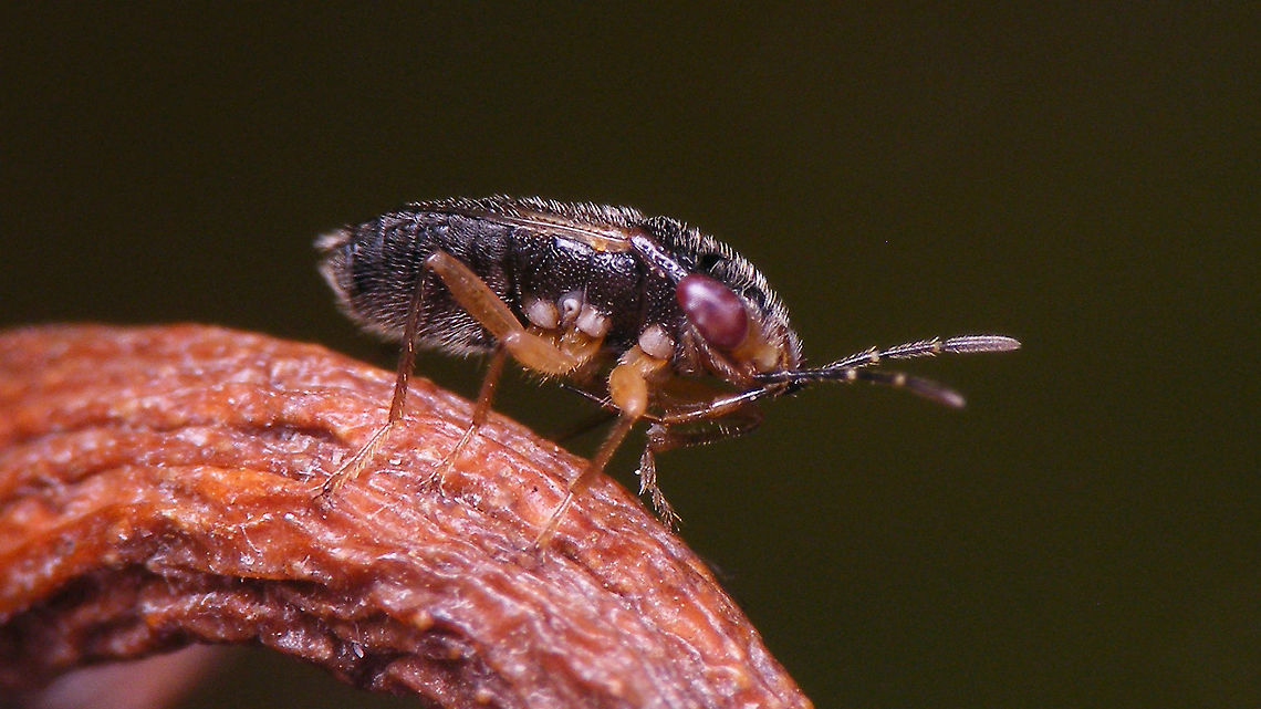 Geocoris pubescens - Lateral Dorsal view here:<br />
<figure class="photo"><a href="https://www.jungledragon.com/image/89974/geocoris_pubescens.html" title="Geocoris pubescens"><img src="https://s3.amazonaws.com/media.jungledragon.com/images/3043/89974_thumb.jpg?AWSAccessKeyId=05GMT0V3GWVNE7GGM1R2&Expires=1770854410&Signature=kpjX9fPmVMspjpytW3yYS7jwlcc%3D" width="200" height="114" alt="Geocoris pubescens Another pool guest needing rescue :o)<br />
Lateral view here:<br />
https://www.jungledragon.com/image/89975/geocoris_pubescens_-_lateral.html Geocoridae,Geocorinae,Geocoris,Geocoris pubescens,Geotagged,Heteroptera,La Palma (Canary Islands),Lygaeidae,Spain" /></a></figure> Geocoridae,Geocorinae,Geocoris,Geocoris pubescens,Geotagged,Heteroptera,La Palma (Canary Islands),Lygaeidae,Spain