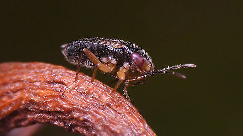 Geocoris pubescens - Lateral Dorsal view here:
https://www.jungledragon.com/image/89974/geocoris_pubescens.html Geocoridae,Geocorinae,Geocoris,Geocoris pubescens,Geotagged,Heteroptera,La Palma (Canary Islands),Lygaeidae,Spain