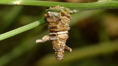 Amicta cabrerai - Typical case  Acanthopsychini,Amicta,Amicta cabrerai,Bagworm,Geotagged,La Palma (Canary Islands),Oiketicinae,Psychidae,Spain