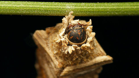 Amicta cabrerai - Caterpillar head showing  Acanthopsychini,Amicta,Amicta cabrerai,Bagworm,Geotagged,La Palma (Canary Islands),Oiketicinae,Psychidae,Spain