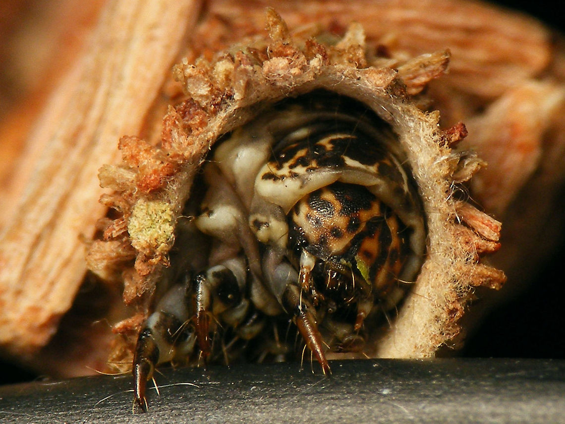 Amicta cabrerai - Older caterpillar  Acanthopsychini,Amicta,Amicta cabrerai,Bagworm,La Palma (Canary Islands),Oiketicinae,Psychidae
