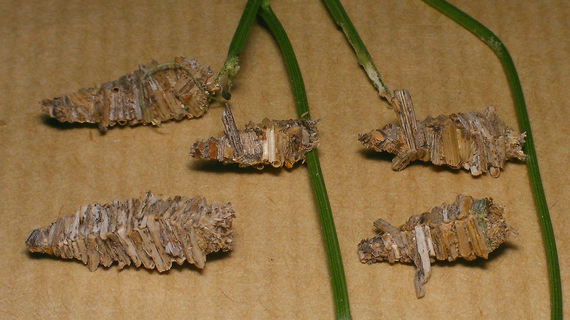 Amicta cabrerai - Various cases  Acanthopsychini,Amicta,Amicta cabrerai,Bagworm,Geotagged,La Palma (Canary Islands),Oiketicinae,Psychidae,Spain