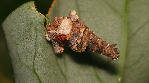 Amicta cabrerai - Case on Rumex lunaria  Acanthopsychini,Amicta,Amicta cabrerai,Bagworm,Geotagged,La Palma (Canary Islands),Oiketicinae,Psychidae,Spain