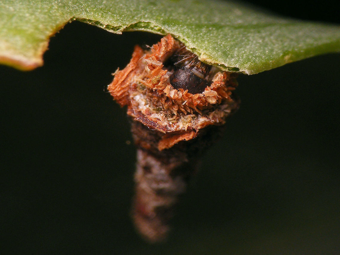 Amicta cabrerai - Younger/smaller caterpillar  Acanthopsychini,Amicta,Amicta cabrerai,Bagworm,Geotagged,La Palma (Canary Islands),Oiketicinae,Psychidae,Spain