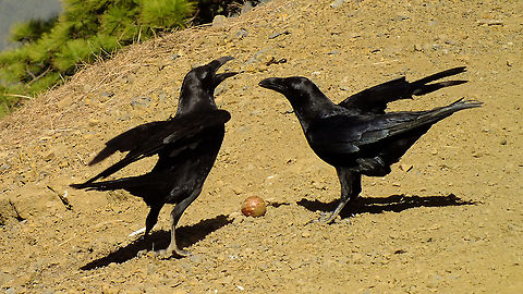 Corvus corax ssp canariensis - Arguing couple  Common Raven,Corvi,Corvidae,Corvoidea,Corvus,Corvus corax,Geotagged,La Palma (Canary Islands),Passeriformes,Spain