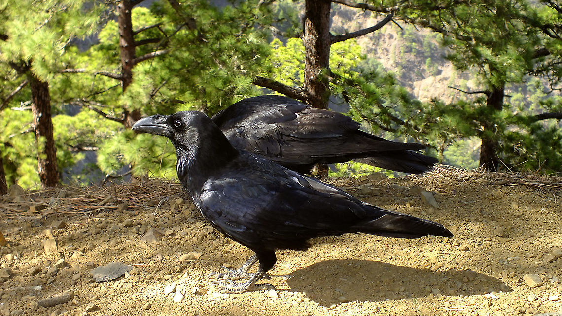 Corvus corax ssp canariensis - Couple  Common Raven,Corvi,Corvidae,Corvoidea,Corvus,Corvus corax,Geotagged,La Palma (Canary Islands),Passeriformes,Spain