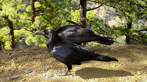 Corvus corax ssp canariensis - Couple  Common Raven,Corvi,Corvidae,Corvoidea,Corvus,Corvus corax,Geotagged,La Palma (Canary Islands),Passeriformes,Spain
