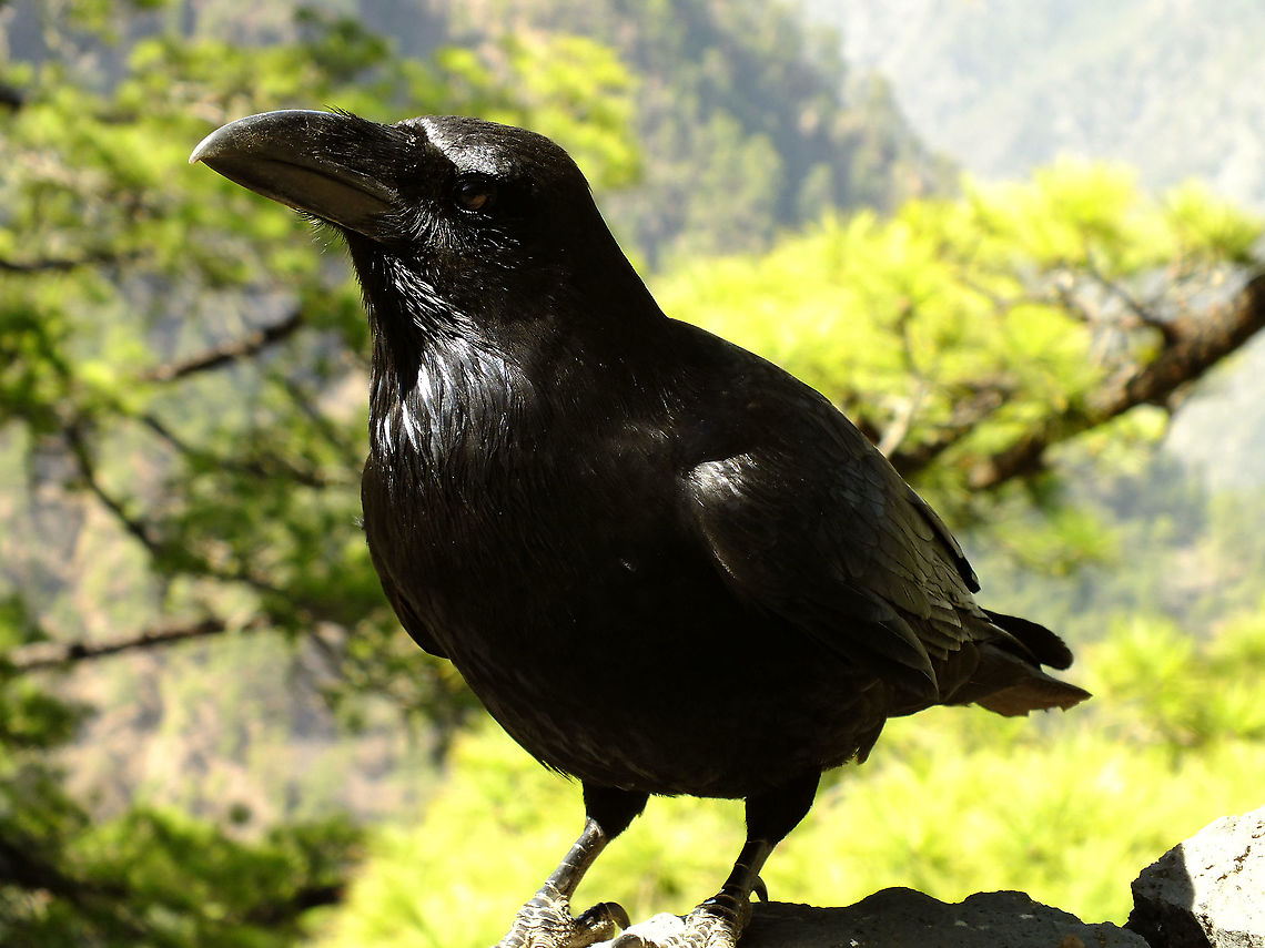 Corvus corax ssp canariensis  Common Raven,Corvi,Corvidae,Corvoidea,Corvus,Corvus corax,Geotagged,La Palma (Canary Islands),Passeriformes,Spain