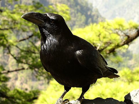Corvus corax ssp canariensis  Common Raven,Corvi,Corvidae,Corvoidea,Corvus,Corvus corax,Geotagged,La Palma (Canary Islands),Passeriformes,Spain