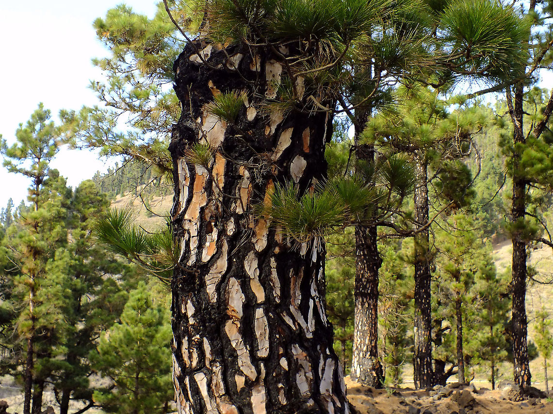 Pinus canariensis  Canary Island pine,Geotagged,La Palma (Canary Islands),Pinaceae,Pinales,Pinopsida,Pinus,Pinus canariensis,Spain
