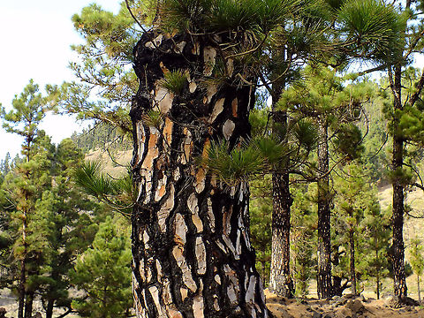Pinus canariensis  Canary Island pine,Geotagged,La Palma (Canary Islands),Pinaceae,Pinales,Pinopsida,Pinus,Pinus canariensis,Spain