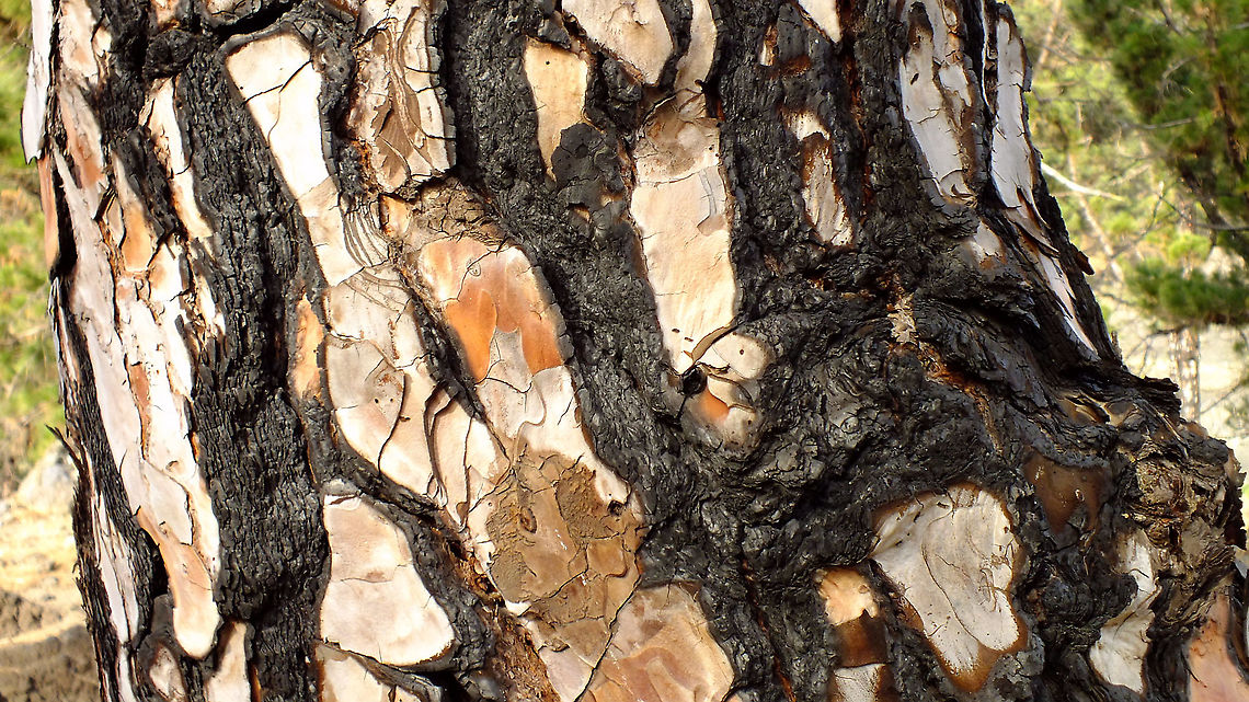 Pinus canariensis - Bark  Canary Island pine,Geotagged,La Palma (Canary Islands),Pinaceae,Pinales,Pinopsida,Pinus,Pinus canariensis,Spain