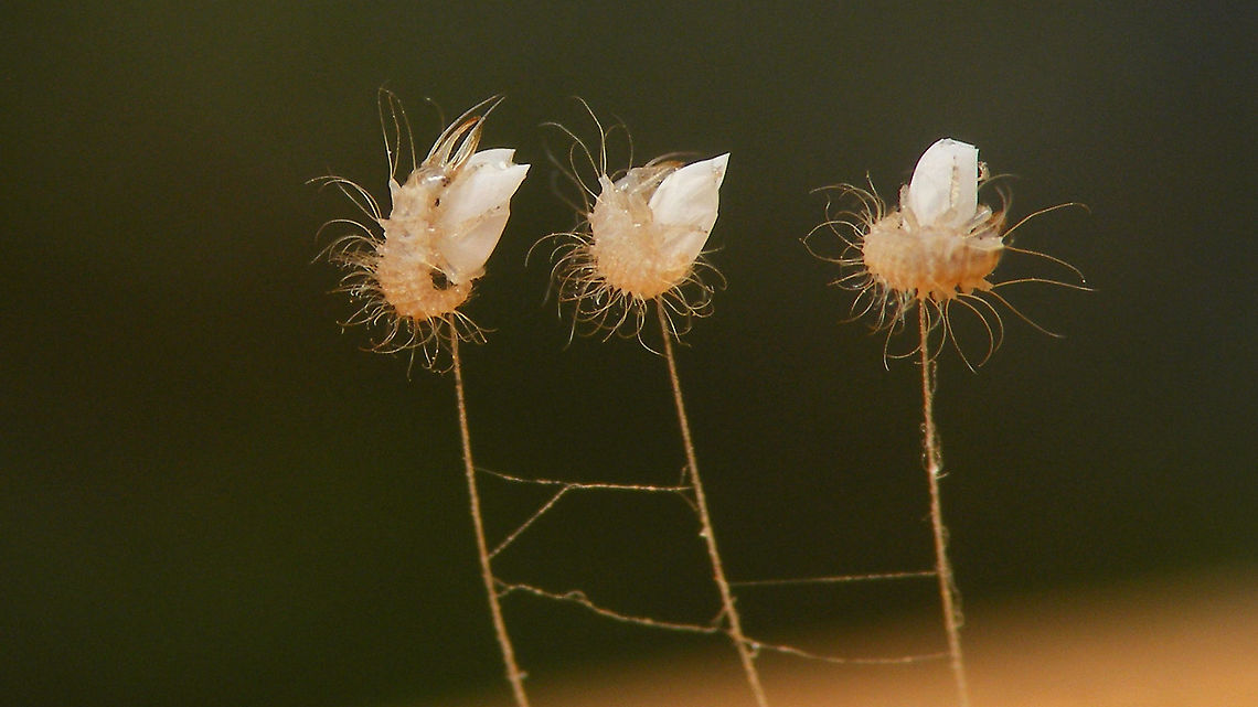 Pseudomallada (cf. fortunata) - Freshly hatched larvae Going by the long hairs these should be debris-carrying larvae and hence on the Canary Islands some Pseudomallada.<br />
Going by  what little is known about the distribution of Chrysopidae over the islands, on La Palma currently Pseudomallada fortunata is the only Pseudomallada that has been recorded there, so it is likely that species, but no way to truly identify to species at this stage.<br />
Biota still has it as genus Dichochrysa, but an update on that is long overdue.<br />
<a href="https://www.biodiversidadcanarias.es/biota/especie/A06233" rel="nofollow">https://www.biodiversidadcanarias.es/biota/especie/A06233</a><br />
<br />
Same set of eggs, one day earlier:<br />
<figure class="photo"><a href="https://www.jungledragon.com/image/90153/pseudomallada_cf._fortunata_-_eggs_a_day_before_hatching.html" title="Pseudomallada (cf. fortunata) - Eggs, a day before hatching"><img src="https://s3.amazonaws.com/media.jungledragon.com/images/3043/90153_thumb.jpg?AWSAccessKeyId=05GMT0V3GWVNE7GGM1R2&Expires=1769040010&Signature=KqgfXq6GUMoQHpeXsThaqscgTYQ%3D" width="200" height="114" alt="Pseudomallada (cf. fortunata) - Eggs, a day before hatching Sloppy photo of the eggs that produces the larvae below a day later:<br />
https://www.jungledragon.com/image/90096/pseudomallada_cf._fortunata_-_freshly_hatched_larvae.html Chrysopidae,Eggs,Geotagged,La Palma (Canary Islands),Pseudomallada,Pseudomallada fortunata,Spain" /></a></figure> Chrysopidae,Geotagged,Hatching,La Palma (Canary Islands),Pseudomallada,Pseudomallada fortunata,Spain