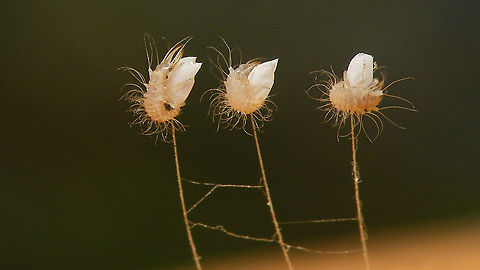 Pseudomallada (cf. fortunata) - Freshly hatched larvae Going by the long hairs these should be debris-carrying larvae and hence on the Canary Islands some Pseudomallada.
Going by  what little is known about the distribution of Chrysopidae over the islands, on La Palma currently Pseudomallada fortunata is the only Pseudomallada that has been recorded there, so it is likely that species, but no way to truly identify to species at this stage.
Biota still has it as genus Dichochrysa, but an update on that is long overdue.
https://www.biodiversidadcanarias.es/biota/especie/A06233

Same set of eggs, one day earlier:
https://www.jungledragon.com/image/90153/pseudomallada_cf._fortunata_-_eggs_a_day_before_hatching.html Chrysopidae,Geotagged,Hatching,La Palma (Canary Islands),Pseudomallada,Pseudomallada fortunata,Spain