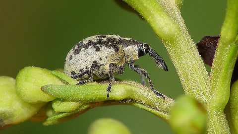 Cionus variegatus  Cionini,Cionus,Cionus variegatus,Conus variegatus,Curculionidae,Curculioninae,Geotagged,La Palma (Canary Islands),Spain,weevil