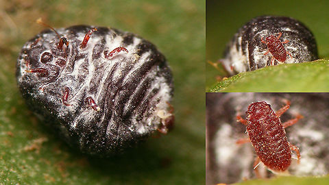 Dactylopius coccus - Mother (ventral) and child  Coccoidea,Cochineal,Dactylopiidae,Dactylopius,Dactylopius coccus,Geotagged,La Palma (Canary Islands),Spain,Sternorrhyncha,nl: Cochenilleluis