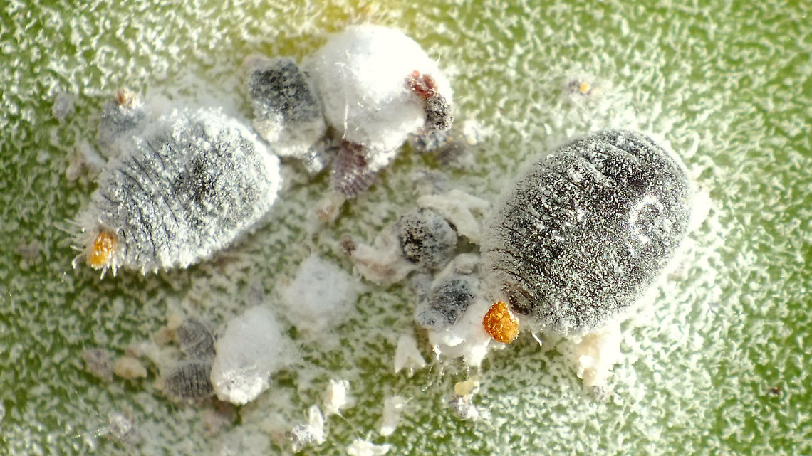 Dactylopius coccus - Mixed group  Coccoidea,Cochineal,Dactylopiidae,Dactylopius,Dactylopius coccus,Geotagged,La Palma (Canary Islands),Spain,Sternorrhyncha,nl: Cochenilleluis