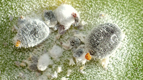 Dactylopius coccus - Mixed group  Coccoidea,Cochineal,Dactylopiidae,Dactylopius,Dactylopius coccus,Geotagged,La Palma (Canary Islands),Spain,Sternorrhyncha,nl: Cochenilleluis