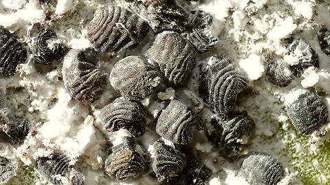 Dactylopius coccus - Adult females  Coccoidea,Cochineal,Dactylopiidae,Dactylopius,Dactylopius coccus,Geotagged,La Palma (Canary Islands),Spain,Sternorrhyncha,nl: Cochenilleluis