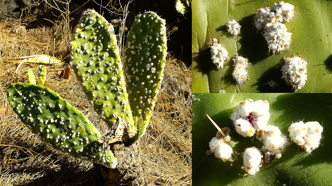 Dactylopius coccus - Nymphs  Coccoidea,Cochineal,Dactylopiidae,Dactylopius,Dactylopius coccus,Geotagged,La Palma (Canary Islands),Spain,Sternorrhyncha,nl: Cochenilleluis