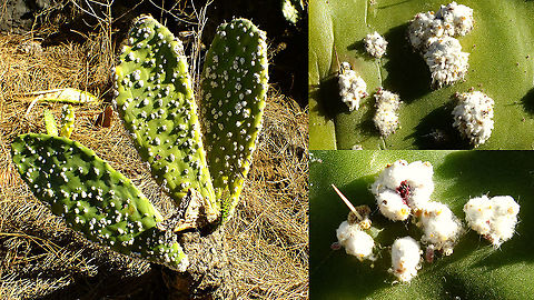 Dactylopius coccus - Nymphs  Coccoidea,Cochineal,Dactylopiidae,Dactylopius,Dactylopius coccus,Geotagged,La Palma (Canary Islands),Spain,Sternorrhyncha,nl: Cochenilleluis