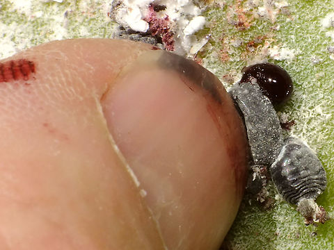 Carmine  Coccoidea,Cochineal,Dactylopiidae,Dactylopius,Dactylopius coccus,Geotagged,La Palma (Canary Islands),Spain,Sternorrhyncha,nl: Cochenilleluis