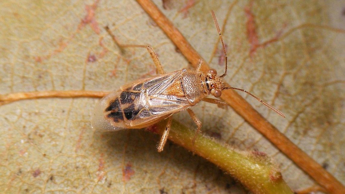 Liorhyssus hyalinus Drying up after a visit to the pool ... Coreoidea,Geotagged,Heteroptera,La Palma (Canary Islands),Liorhyssus,Liorhyssus hyalinus,Rhopalidae,Spain,nl: Langvleugelige glasvleugelwants