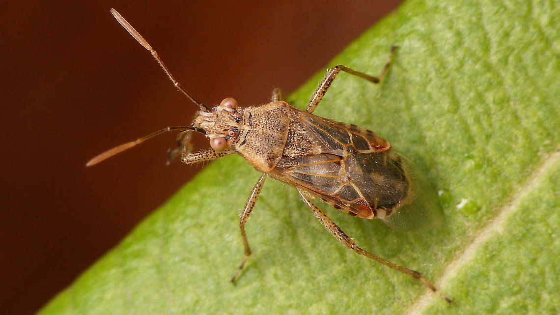 Liorhyssus hyalinus A few days later, another one in the pool :o) Coreoidea,Geotagged,Heteroptera,La Palma (Canary Islands),Liorhyssus,Liorhyssus hyalinus,Rhopalidae,Spain,nl: Langvleugelige glasvleugelwants