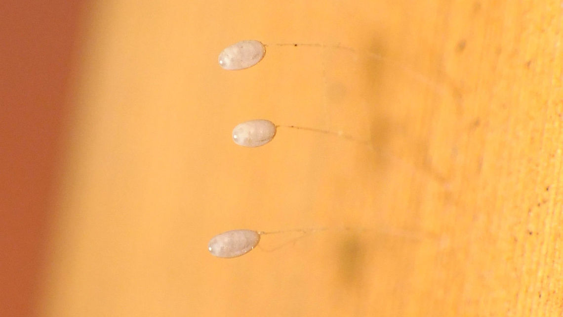 Pseudomallada (cf. fortunata) - Eggs, a day before hatching Sloppy photo of the eggs that produces the larvae below a day later:<br />
<figure class="photo"><a href="https://www.jungledragon.com/image/90096/pseudomallada_cf._fortunata_-_freshly_hatched_larvae.html" title="Pseudomallada (cf. fortunata) - Freshly hatched larvae"><img src="https://s3.amazonaws.com/media.jungledragon.com/images/3043/90096_thumb.jpg?AWSAccessKeyId=05GMT0V3GWVNE7GGM1R2&Expires=1759968010&Signature=VxLJUBFLELdN4%2FBZaa%2BFkuldR7k%3D" width="200" height="114" alt="Pseudomallada (cf. fortunata) - Freshly hatched larvae Going by the long hairs these should be debris-carrying larvae and hence on the Canary Islands some Pseudomallada.<br />
Going by  what little is known about the distribution of Chrysopidae over the islands, on La Palma currently Pseudomallada fortunata is the only Pseudomallada that has been recorded there, so it is likely that species, but no way to truly identify to species at this stage.<br />
Biota still has it as genus Dichochrysa, but an update on that is long overdue.<br />
https://www.biodiversidadcanarias.es/biota/especie/A06233<br />
<br />
Same set of eggs, one day earlier:<br />
https://www.jungledragon.com/image/90153/pseudomallada_cf._fortunata_-_eggs_a_day_before_hatching.html Chrysopidae,Geotagged,Hatching,La Palma (Canary Islands),Pseudomallada,Pseudomallada fortunata,Spain" /></a></figure> Chrysopidae,Eggs,Geotagged,La Palma (Canary Islands),Pseudomallada,Pseudomallada fortunata,Spain