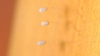 Pseudomallada (cf. fortunata) - Eggs, a day before hatching Sloppy photo of the eggs that produces the larvae below a day later:<br />
https://www.jungledragon.com/image/90096/pseudomallada_cf._fortunata_-_freshly_hatched_larvae.html Chrysopidae,Eggs,Geotagged,La Palma (Canary Islands),Pseudomallada,Pseudomallada fortunata,Spain