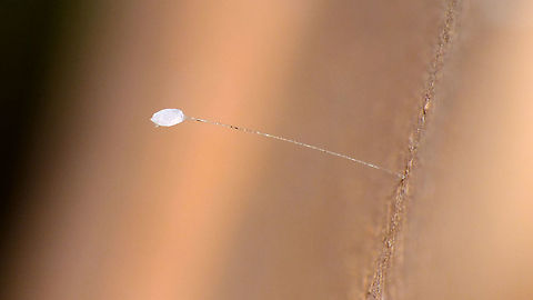 Pseudomallada (cf. fortunata) - Empty egg The very narrow DOF makes for a strangely focused "stripe" on the substrate (a garden lamp) :o) Chrysopidae,Egg,Geotagged,La Palma (Canary Islands),Pseudomallada,Pseudomallada fortunata,Spain