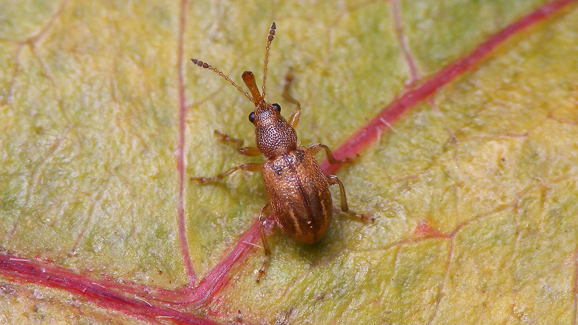 Auletobius anceps The verdict is in: Auletobius anceps.<br />
Some characters/measurements of this beetle:<br />
- Body length (without rostrum) 2,25mm<br />
- Rostrum length ~0.75mm, giving a 0.33 ratio to body length<br />
- The last (claw bearing) tarsal segment is about the same length as the first (not clearly longer as in convexifrons)<br />
- The shape of the antenna segments is up for discussion still (the key and fig.7 in Morris (2004) do not fit my beetle well, but the official redescription of the species (in the same paper) does fit like a glove.<br />
<br />
The relative length of the rostrum is &quot;spot on&quot; for maderensis and a bit iffy-inbetween the published ratios for male and female anceps, but my measurements may not be too precise and the overall body length is too small for maderensis.<br />
<br />
Anyway, I&#039;ve contacted Dr. Morris about all this and he very kindly spent some of his valuable time in helping me out, concluding that he is confident we are looking at Auletobius anceps here.  Auletini,Auletobius,Auletobius anceps,Curculionoidea,Geotagged,La Palma (Canary Islands),Rhynchitidae,Rhynchitinae,Spain