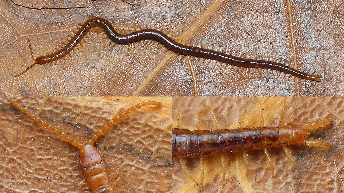 Henia bicarinata - Male Nice, larger Soil Centipede (Geophilomorpha) with 61 pairs of legs and ~55mm length - the swollen end legs make it a male. Centipede,Chilopoda,Dignathodontidae,Dignathodontinae,Geophilidae,Geophilomorpha,Geotagged,Henia,Henia bicarinata,La Palma (Canary Islands),Soil Centipede,Spain