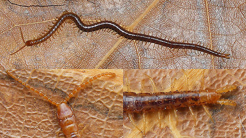 Henia bicarinata - Male Nice, larger Soil Centipede (Geophilomorpha) with 61 pairs of legs and ~55mm length - the swollen end legs make it a male. Centipede,Chilopoda,Dignathodontidae,Dignathodontinae,Geophilidae,Geophilomorpha,Geotagged,Henia,Henia bicarinata,La Palma (Canary Islands),Soil Centipede,Spain
