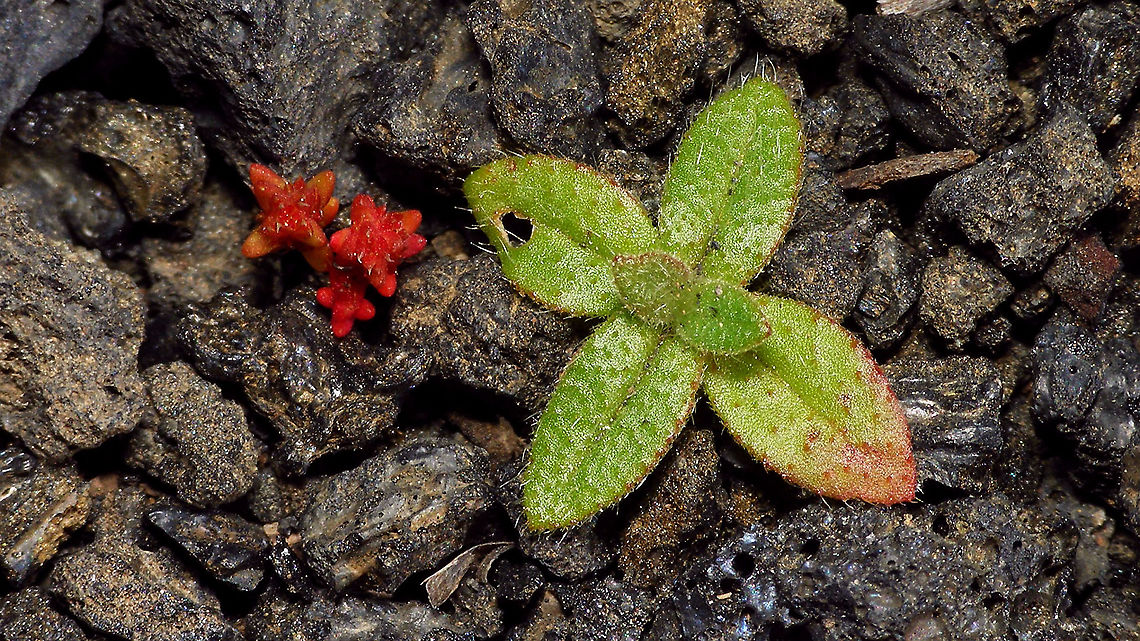 To be identified Very small but strong little fellow filling the "path" of lava-gravel  Geotagged,La Palma (Canary Islands),Spain