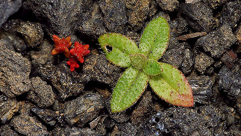 To be identified Very small but strong little fellow filling the "path" of lava-gravel  Geotagged,La Palma (Canary Islands),Spain