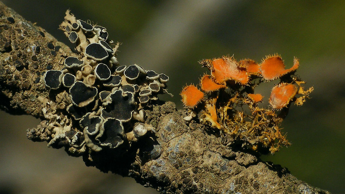 Pretty Lichens  Geotagged,La Palma (Canary Islands),Lichen,Spain