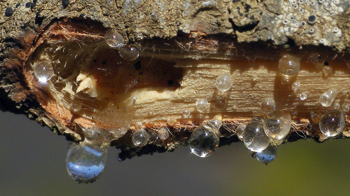 Wounded twig  Geotagged,La Palma (Canary Islands),Spain