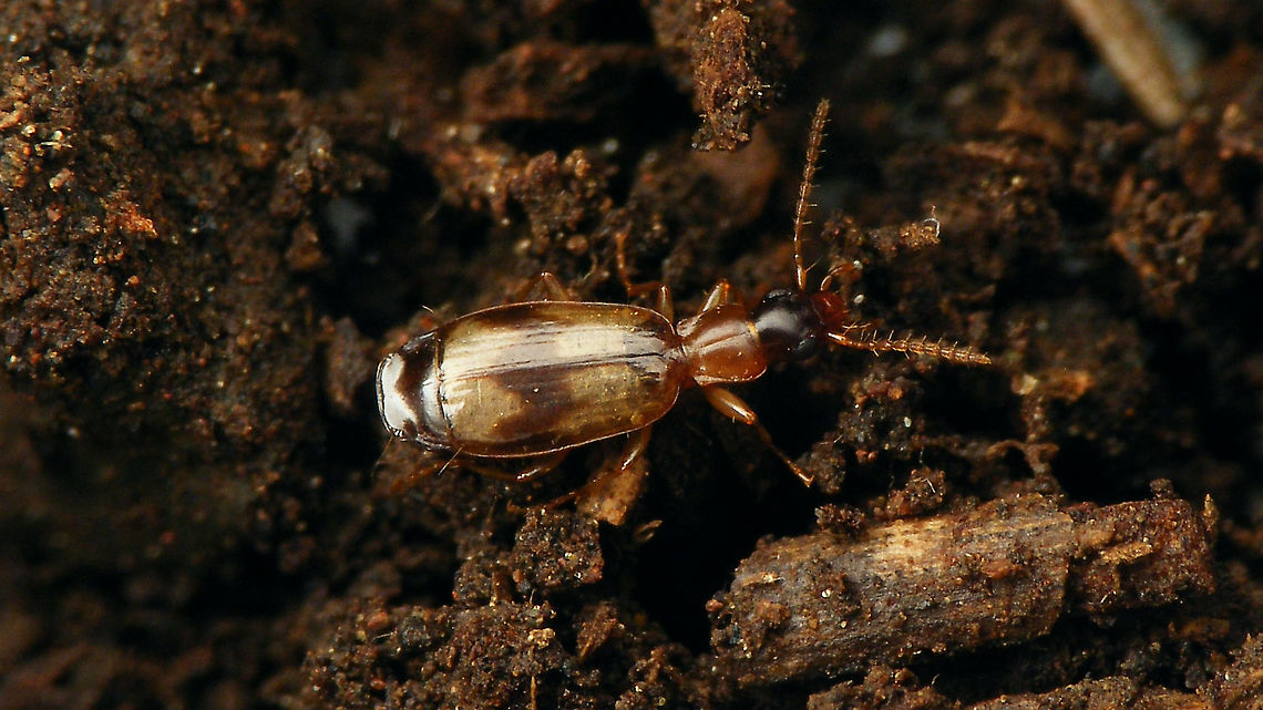 Philorhizus sp. ... not sure of exact species yet ... key is leading me astray ... Carabidae,Geotagged,La Palma (Canary Islands),Philorhizus,Spain