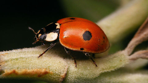 Adalia bipunctata f. typica - Extra spot The extra black spot on dorsally on the right elytrum is damage, but the one centrally near the margin is a genuine spot (same on other side and a second specimen had the same spot, only much smaller) Adalia,Adalia bipunctata,Adalia bipunctata f. typica,Coccinellidae,Coccinellinae,Coleoptera,Geotagged,La Palma (Canary Islands),Ladybird,Spain,Two-spot Ladybird,Two-spotted lady beetle,nl: Tweestippelig lieveheersbeestje