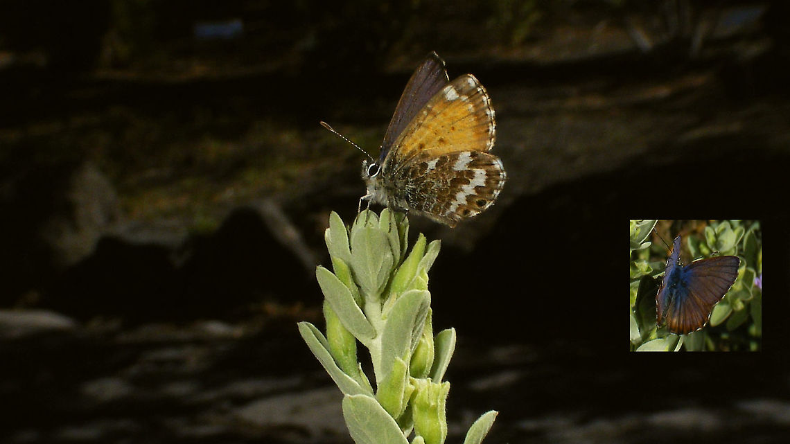 Cyclyrius webbianus (Canary blue)  Canary blue,Cyclyrius,Cyclyrius webbianus,Geotagged,La Palma (Canary Islands),Leptotes webbianus,Lycaenidae,Papilionoidea,Polyommatinae,Polyommatini,Spain,nl: Canarisch blauwtje