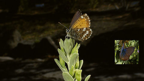 Cyclyrius webbianus (Canary blue)  Canary blue,Cyclyrius,Cyclyrius webbianus,Geotagged,La Palma (Canary Islands),Leptotes webbianus,Lycaenidae,Papilionoidea,Polyommatinae,Polyommatini,Spain,nl: Canarisch blauwtje