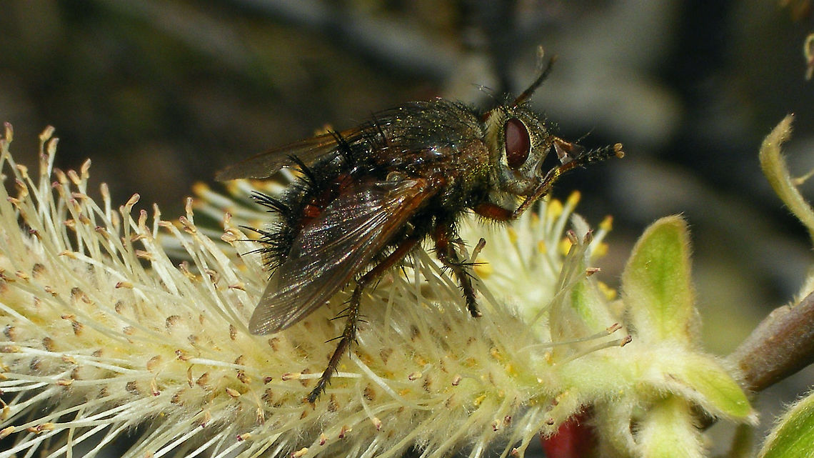 Tachina canariensis  Brachycera,Diptera,Geotagged,La Palma (Canary Islands),Spain,Tachina,Tachina canariensis,Tachinidae,Tachininae