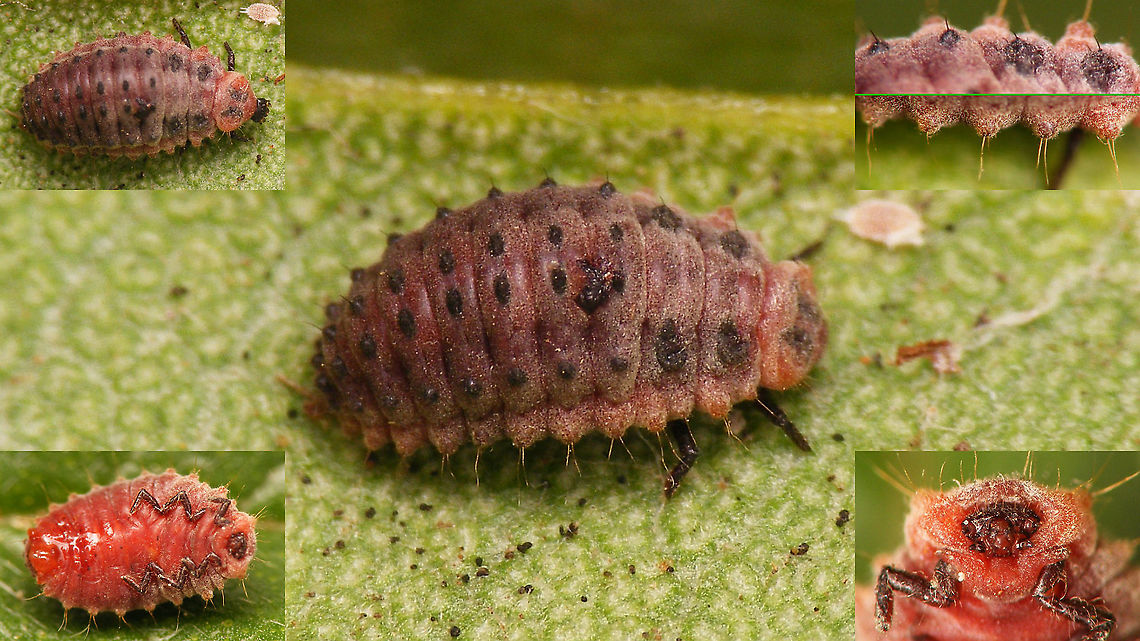 Rodolia cardinalis - Larva Remark: This image was also used on page 107 in the book &quot;Marienk&auml;fer, Coccinellidae&quot; (5th edition, 2022) by Klausnitzer et al. Die Neue Brehm-B&uuml;cherei, Band 451. <a href="https://www.neuebrehm.de/buecher/766-marienkaefer" rel="nofollow">https://www.neuebrehm.de/buecher/766-marienkaefer</a> Coccidulinae,Coccinellidae,Geotagged,La Palma (Canary Islands),Ladybird,Larva,Noviini,Rodolia,Rodolia cardinalis,Spain,nl: Kardinaalslieveheersbeestje