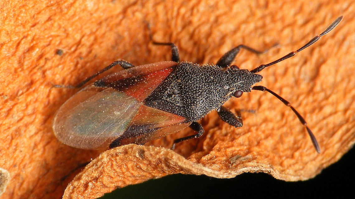 Oxycarenus lavaterae Another pool-guest. Just adding the species for my La Palma list :o) Geotagged,Hemiptera,Heteroptera,La Palma (Canary Islands),Lygaeidae,Oxycareninae,Oxycarenus,Oxycarenus lavaterae,Spain,nl: Lindenspitskop