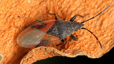 Oxycarenus lavaterae Another pool-guest. Just adding the species for my La Palma list :o) Geotagged,Hemiptera,Heteroptera,La Palma (Canary Islands),Lygaeidae,Oxycareninae,Oxycarenus,Oxycarenus lavaterae,Spain,nl: Lindenspitskop