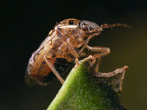 Eysarcoris ventralis - Ventral Somehow this is the only somewhat ventral shot I got in - meager results for a species called "ventralis" *rolleyes*
Specimen was still wet from the swimming pool ... Eysarcorini,Eysarcoris,Eysarcoris ventralis,Geotagged,Heteroptera,La Palma (Canary Islands),Pentatomidae,Pentatominae,Pentatomorpha,Spain
