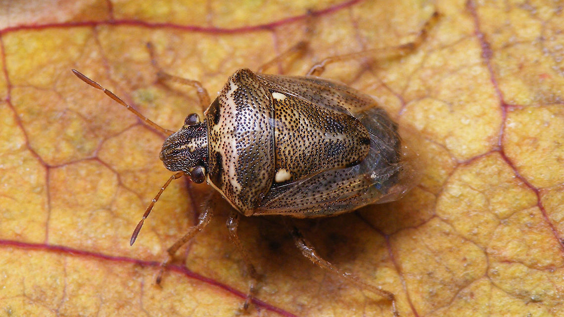 Eysarcoris ventralis Yet another one in the pool ... found about five of them, all looking conspicuously equal. Eysarcorini,Eysarcoris,Eysarcoris ventralis,Geotagged,Heteroptera,La Palma (Canary Islands),Pentatomidae,Pentatominae,Pentatomorpha,Spain